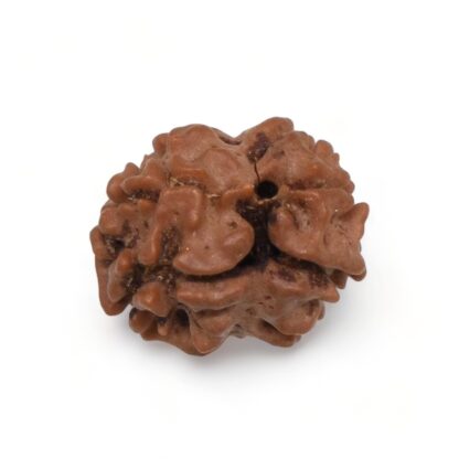 2-Mukhi-Rudraksha-Nepal-8-Back