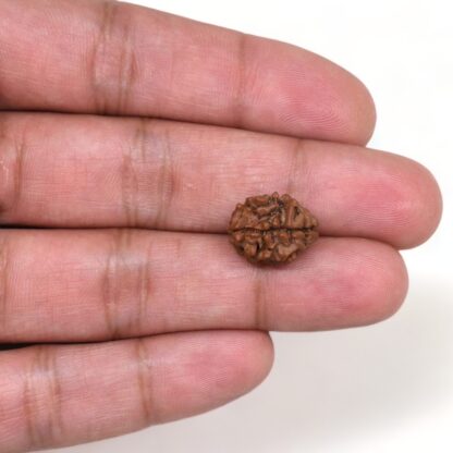 2-Mukhi-Rudraksha-Nepal-8-Hand