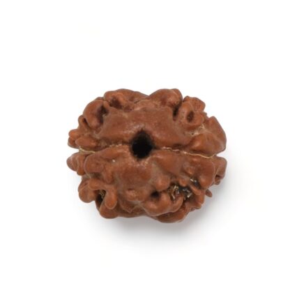 2-Mukhi-Rudraksha-Nepal-9