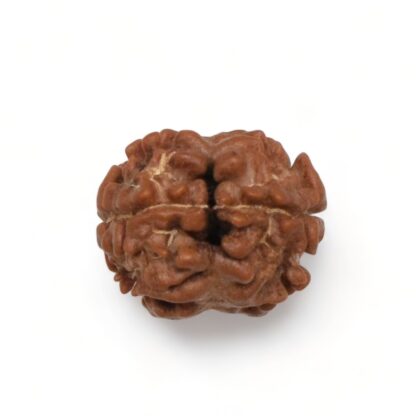 2-Mukhi-Rudraksha-Nepal-9-Back