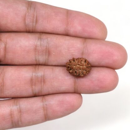 2-Mukhi-Rudraksha-Nepal-9-Hand