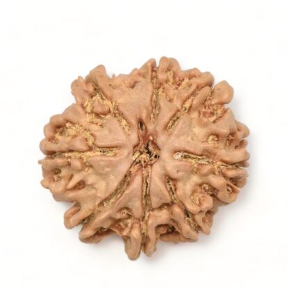 8-Mukhi-Rudraksha-Nepal-13