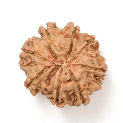 8-Mukhi-Rudraksha-Nepal-13-Back