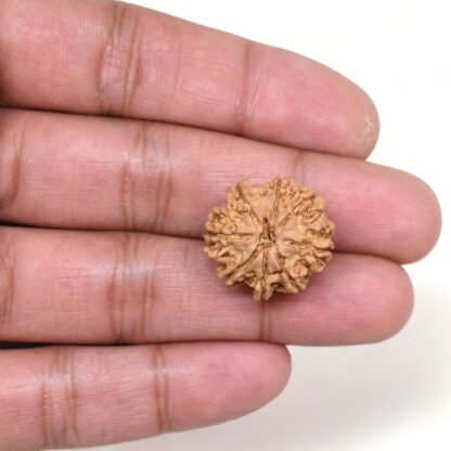 8-Mukhi-Rudraksha-Nepal-13-Hand