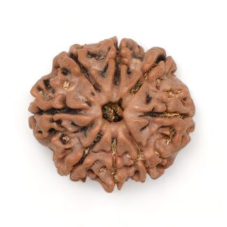 8 Mukhi Rudraksha