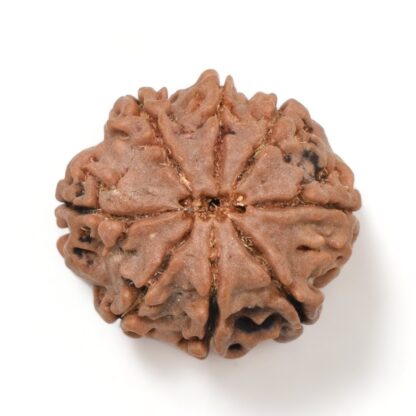 8-Mukhi-Rudraksha-Nepal-16-Back