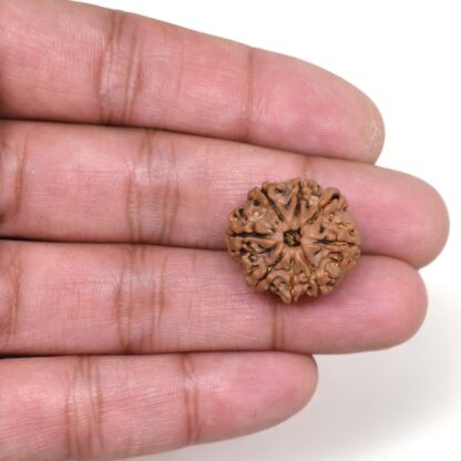 8-Mukhi-Rudraksha-Nepal-16-Hand