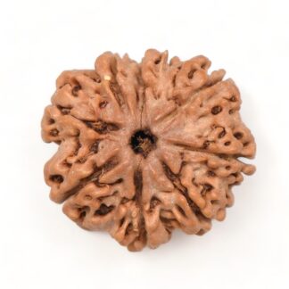 8-Mukhi-Rudraksha-Nepal-17