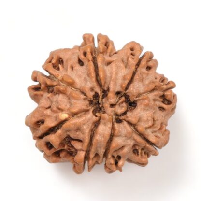 8-Mukhi-Rudraksha-Nepal-17-Back