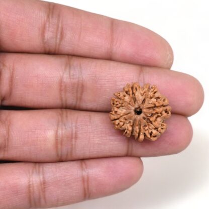 8-Mukhi-Rudraksha-Nepal-17-Hand