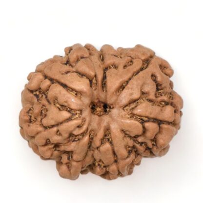 8-Mukhi-Rudraksha-Nepal-28