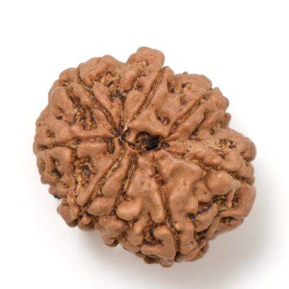 8-Mukhi-Rudraksha-Nepal-28-Back