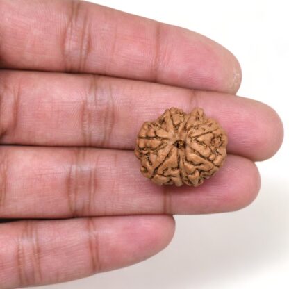 8-Mukhi-Rudraksha-Nepal-28-Hand