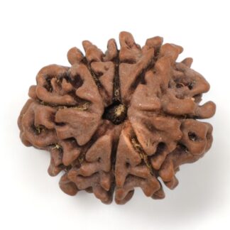 8-Mukhi-Rudraksha-Nepal-29