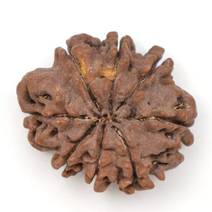 8-Mukhi-Rudraksha-Nepal-29-Back