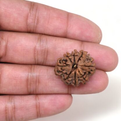 8-Mukhi-Rudraksha-Nepal-29-Hand