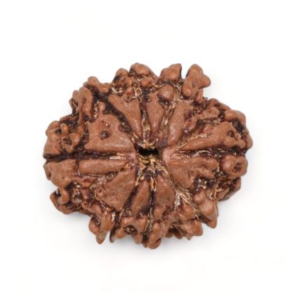 8-Mukhi-Rudraksha-Nepal-9