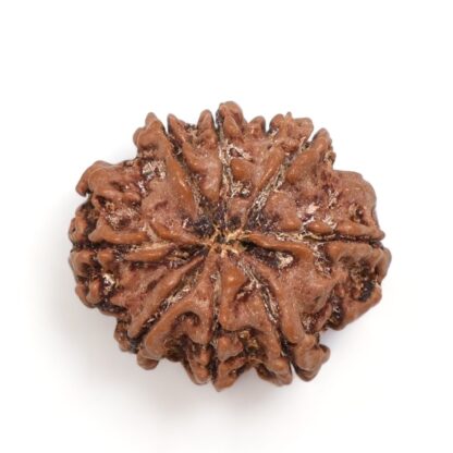 8-Mukhi-Rudraksha-Nepal-9-Back