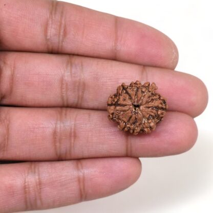 8-Mukhi-Rudraksha-Nepal-9-Hand