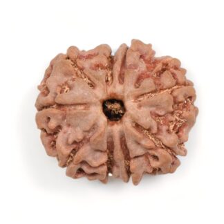 9-Mukhi-Rudraksha-Nepal-10