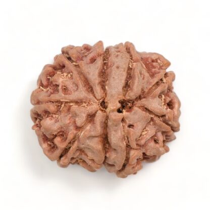 9-Mukhi-Rudraksha-Nepal-10-Back