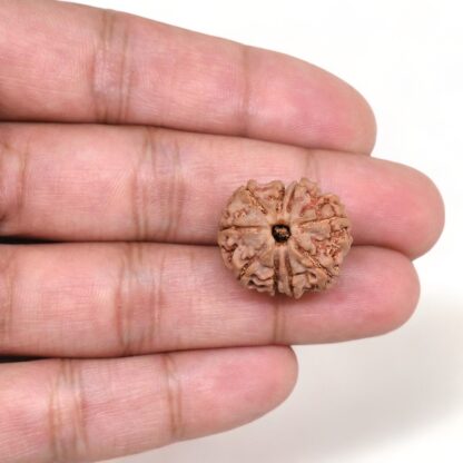 9-Mukhi-Rudraksha-Nepal-10-Hand