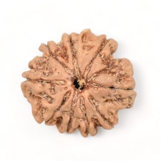 9-Mukhi-Rudraksha-Nepal-11