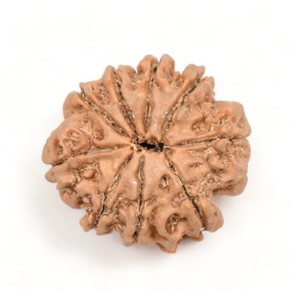 9-Mukhi-Rudraksha-Nepal-11-Back