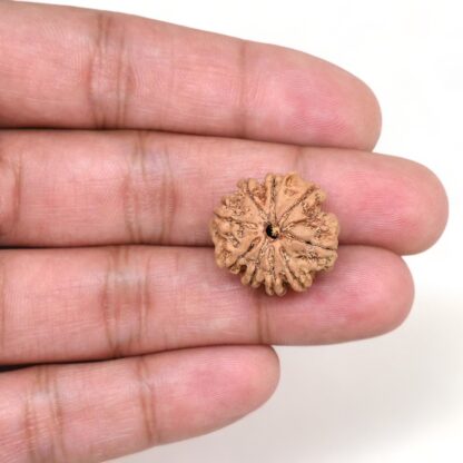 9-Mukhi-Rudraksha-Nepal-11-Hand