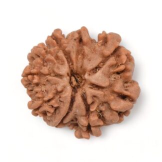 9-Mukhi-Rudraksha-Nepal-13