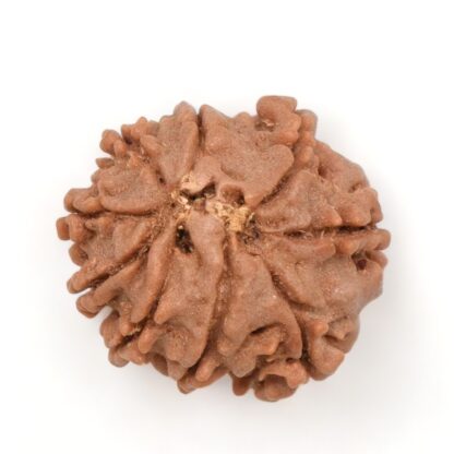 9-Mukhi-Rudraksha-Nepal-13-Back