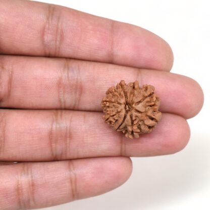 9-Mukhi-Rudraksha-Nepal-13-Hand