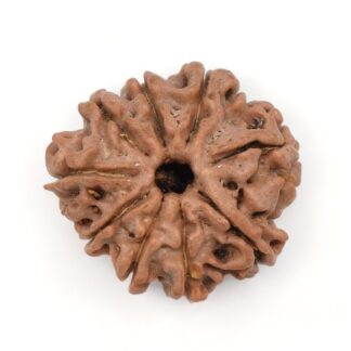 9-Mukhi-Rudraksha-Nepal-16