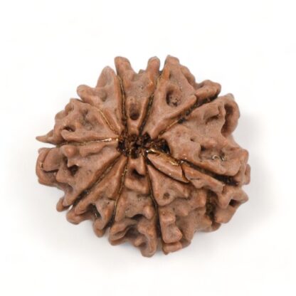 9-Mukhi-Rudraksha-Nepal-16-Back