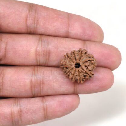 9-Mukhi-Rudraksha-Nepal-16-Hand