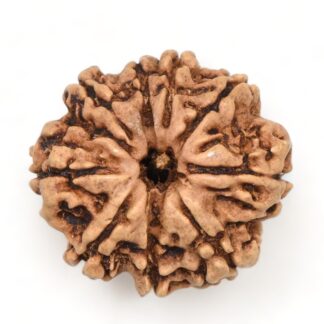 9-Mukhi-Rudraksha-Nepal-21