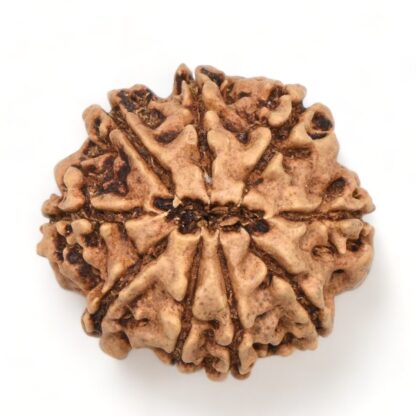 9-Mukhi-Rudraksha-Nepal-21-Back