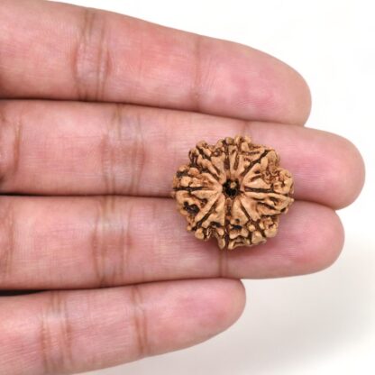 9-Mukhi-Rudraksha-Nepal-21-Hand