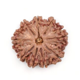 9 Mukhi Rudraksha