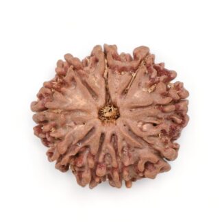 9-Mukhi-Rudraksha-Nepal-7