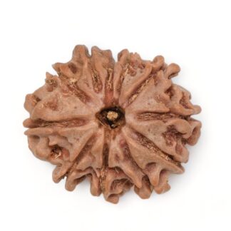 11-Mukhi-Rudraksha-Nepal-12