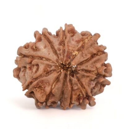 11-Mukhi-Rudraksha-Nepal-12-Back