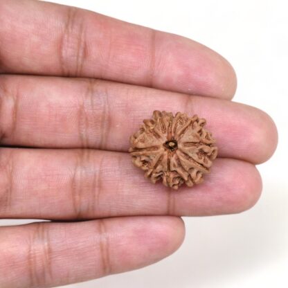 11-Mukhi-Rudraksha-Nepal-12-Hand