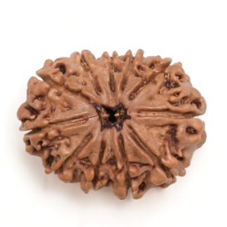 11-Mukhi-Rudraksha-Nepal-18