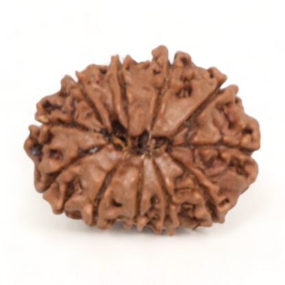 11-Mukhi-Rudraksha-Nepal-18-Back