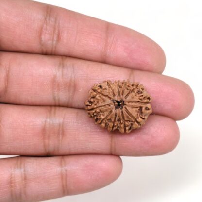 11-Mukhi-Rudraksha-Nepal-18-Hand