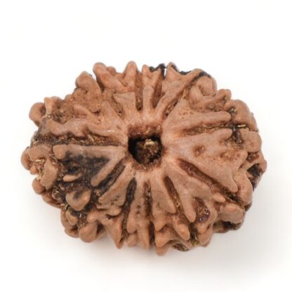 11-Mukhi-Rudraksha-Nepal-19