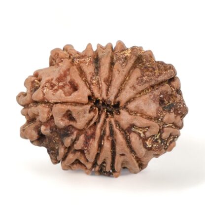 11-Mukhi-Rudraksha-Nepal-19-Back