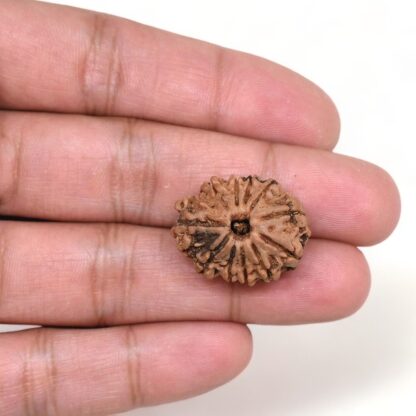 11-Mukhi-Rudraksha-Nepal-19-Hand