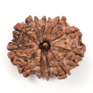 11-Mukhi-Rudraksha-Nepal-20